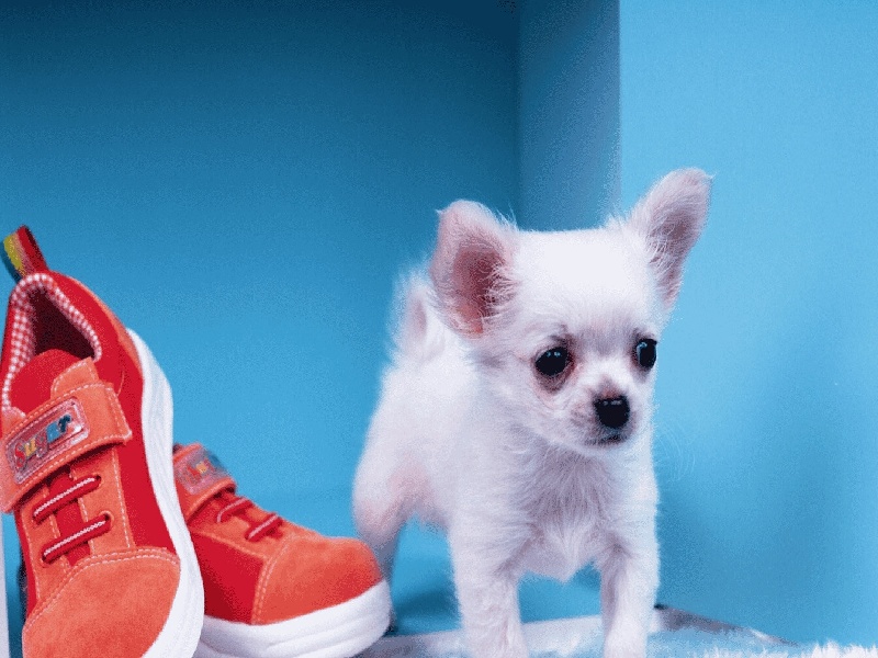 哪里有试管香水批发（试管什么检查最慢）